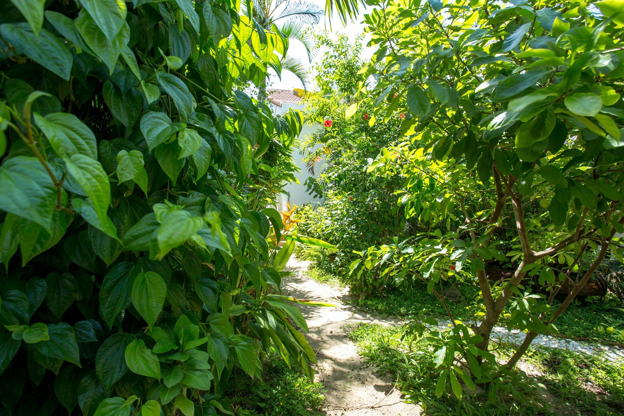 Red Flower Cottages Homestay Hoi An Exterior photo